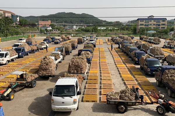 ▲ 고흥군은 코로나19로 인해 피해를 입은 마늘에 대해 발 빠르게 지원대책을 추진하고 있다.