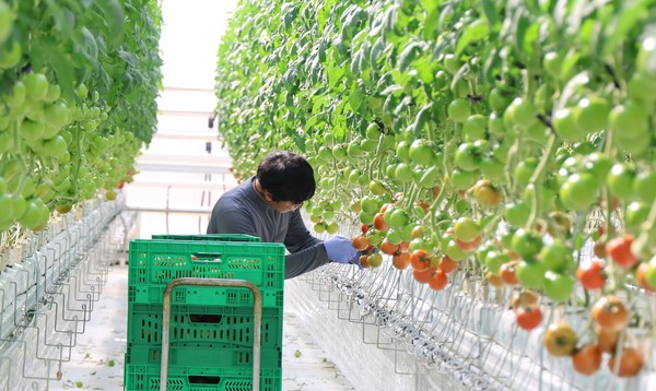 ▲ 혁신밸리 토마토 재배 모습.